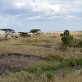  The Serengeti, TZ